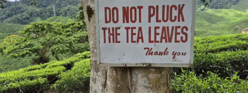Do not pluck the tea leaves