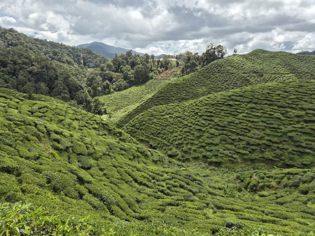 Theeveld Cameron Highlands