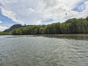 Mangrove Langkawi