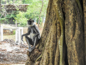 Anuradhapura - aap