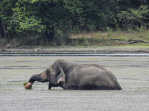 Wilpattu