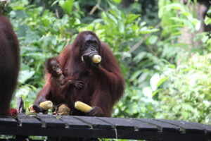 Orang oetan