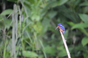 IJsvogel Borneo