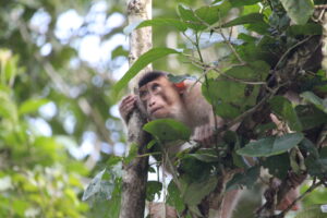 Aap in Borneo