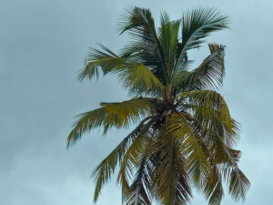 Negombo - Palmboom