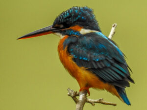 Wilpattu